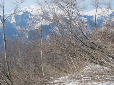 白山とつぼみをつけたコブシ