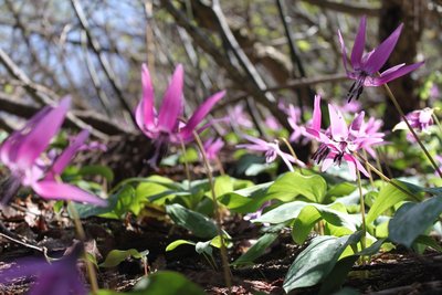 かたくり大爆発