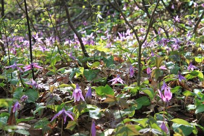 赤紫のじゅうたん