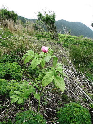 コレが好いな.JPG (172.72 KiB) 閲覧された回数 4769 回 この子が好いね、スーッと立ってるよ。