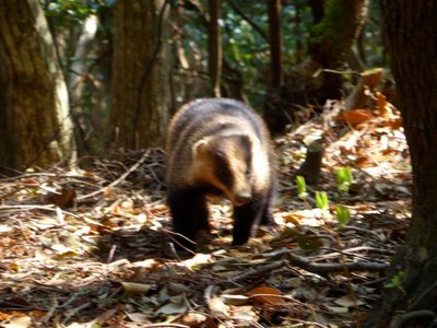こいつはニホンアナグマだった！