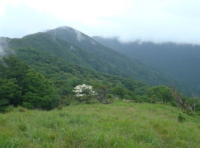 赤ゾレ山の見事に咲いたヤマボウシ。