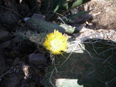 こういう花です