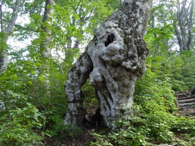 トトロの木と呼ばれる奇形ブナ