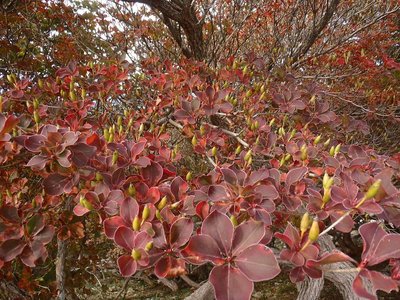 シロヤシオの鈴なりの実