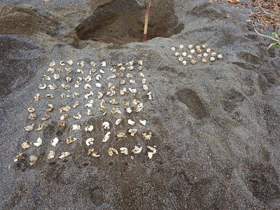 ウミガメ孵化調査。<br />今年は８月に入っての産卵なので、１０月に入っての孵化調査だ。（10/11）