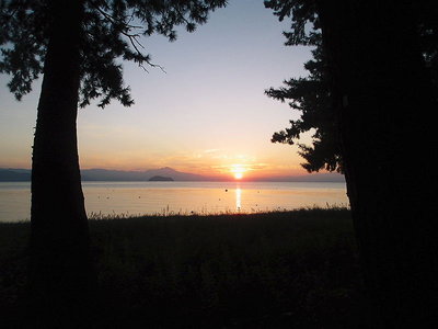 ココの黒松林は好いね