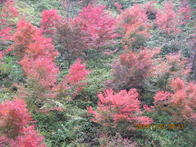 IMG_4452.JPG (1.11 MiB) 閲覧された回数 5828 回 六呂川のもみじ