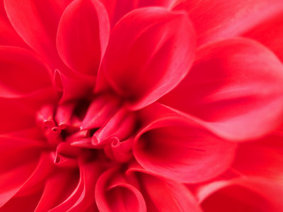 sPB024940.jpg (1.36 MiB) 閲覧された回数 9229 回 お持ち帰り大サーービスのダリア園で