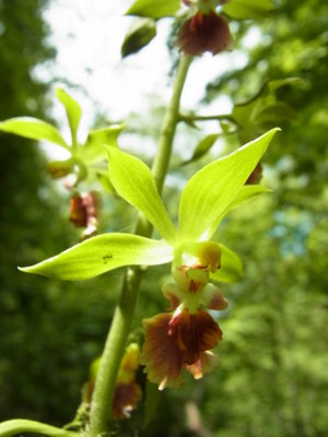 サルメンエビネ