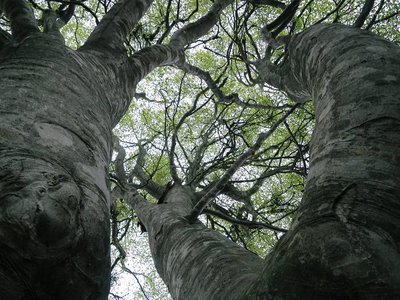 ブナの大木