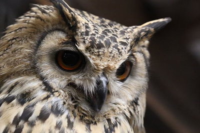 torihana002.jpg (40.79 KiB) 閲覧された回数 8956 回 神戸市立どうぶつ王国にて