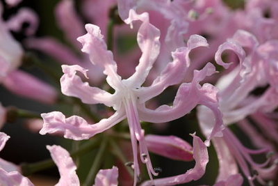 torihana003.jpg (34.37 KiB) 閲覧された回数 8959 回 EF 100mm F2.8L MACRO IS USM