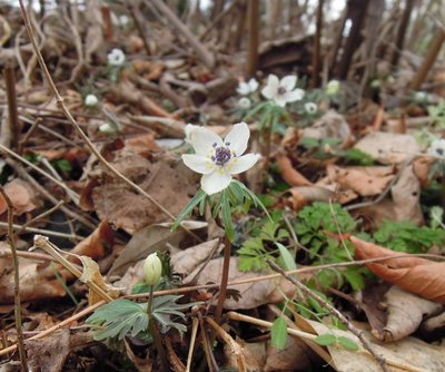 セツブンソウ.JPG (177.66 KiB) 閲覧された回数 7440 回 藤原のセツブンソウ