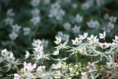 20090228_1009.jpg (178.76 KiB) 閲覧された回数 7306 回 藤原のセツブンソウ