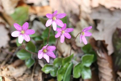 20090405_1341.jpg (62.51 KiB) 閲覧された回数 7306 回 ユキワリソウ