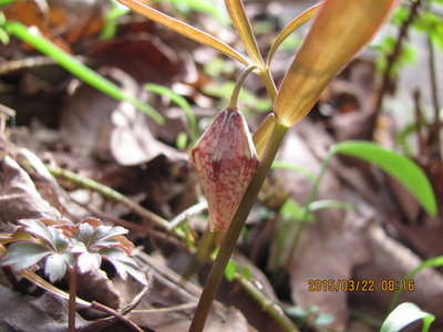 開いていないけど、ミノコバイモ