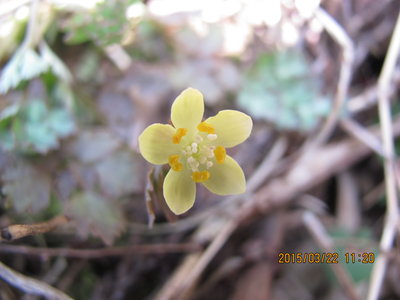 目一杯開いた、トウゴクサバノオ