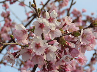 桜も咲き始めた