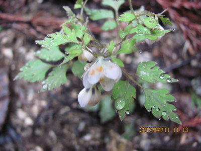 IMG_6666.JPG (481 KiB) 閲覧された回数 8375 回 もっと綺麗に撮りたかったのだが・・・