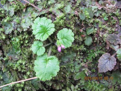 少し離れた場所にも飛び花か？