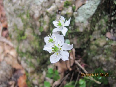 バイカオウレンもいっぱい