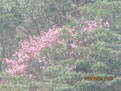 望遠でアカヤシオ