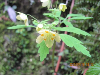 IMG_6718.JPG (400.93 KiB) 閲覧された回数 7519 回 キバナサバノオ