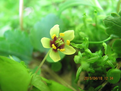 IMG_6737.JPG (384.41 KiB) 閲覧された回数 7523 回 サンイン(ソコベニ)シロカネソウ