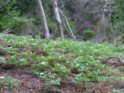 5月2日台高にて。