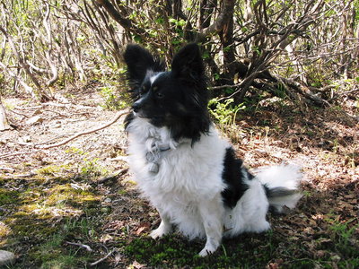 名前は遷宮アワビと申します