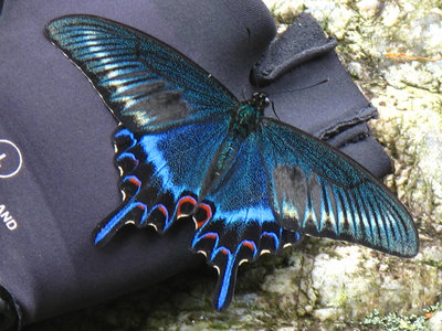 IMG_8757.jpg (467.93 KiB) 閲覧された回数 7235 回 私の汗を吸うミヤマカラスアゲハ