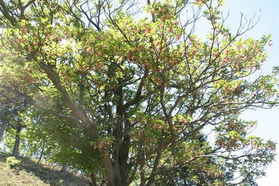 仙ヶ岳のドウダン（2014年6月）