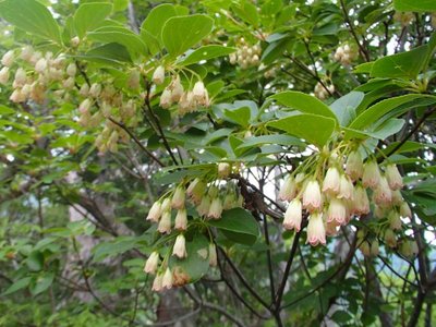 サラサドウダン