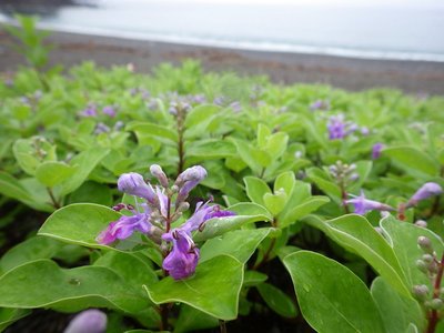 咲き出したハマゴウの花。