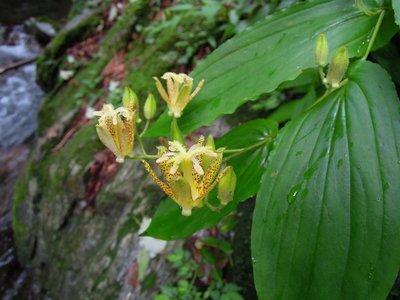 この時期に渓流沿いに咲くホトトギス。<br />室生や伊賀辺りに過去に記録はあるみたいだけど・・・。