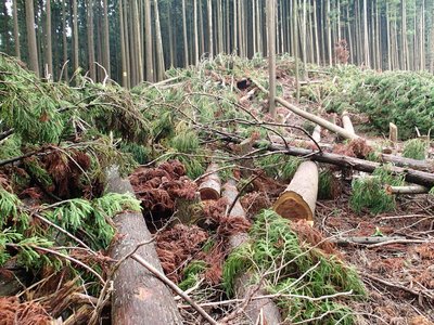 所有者のすることに文句は言えないし・・・