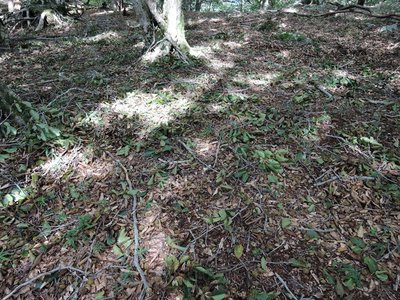 ブナ豊作.jpg (245.1 KiB) 閲覧された回数 4140 回 ある決まった場所にやたら小枝が落ちてます。中身は食べられてます。