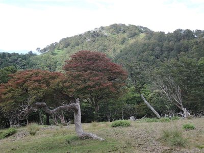 木の名前は分かりませんが、紅葉が始まってます