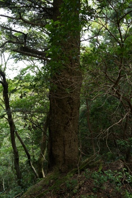 シダ原峠のモミの木
