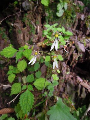 ジンジソウが咲き始めました。