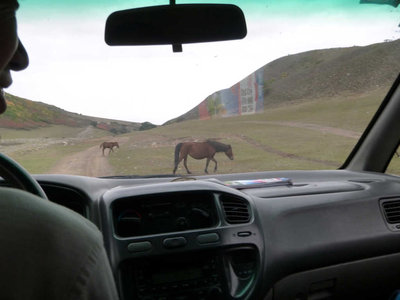 馬も放牧されています．