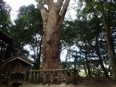 resizePA170847.jpg (280.14 KiB) 閲覧された回数 5420 回 於々奈気(おおなぎ)神社の大楠