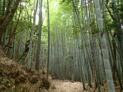 金王道の竹林
