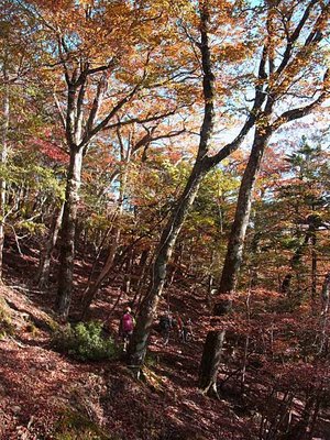 芦生のようでしょう～♪