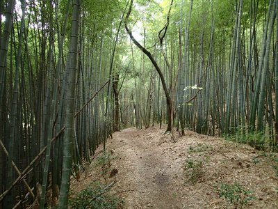 resizePB141572.jpg (261.11 KiB) 閲覧された回数 4934 回 僅かながら山道も