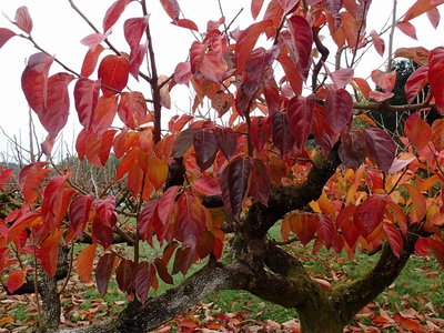 真っ赤な柿の葉