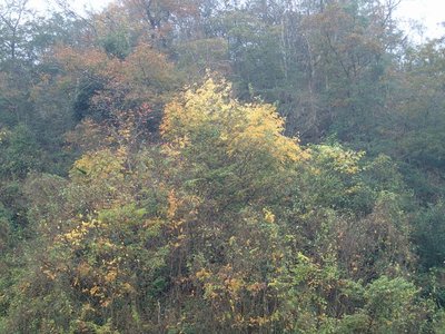 resizePB231768.jpg (257.98 KiB) 閲覧された回数 4981 回 綺麗な雑木林