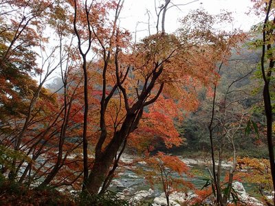 モミジと木津川