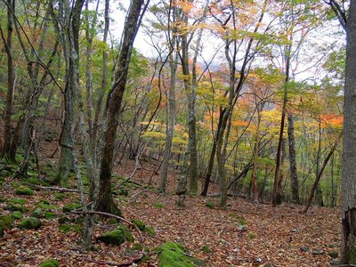 祠跡は、この辺りにあった。